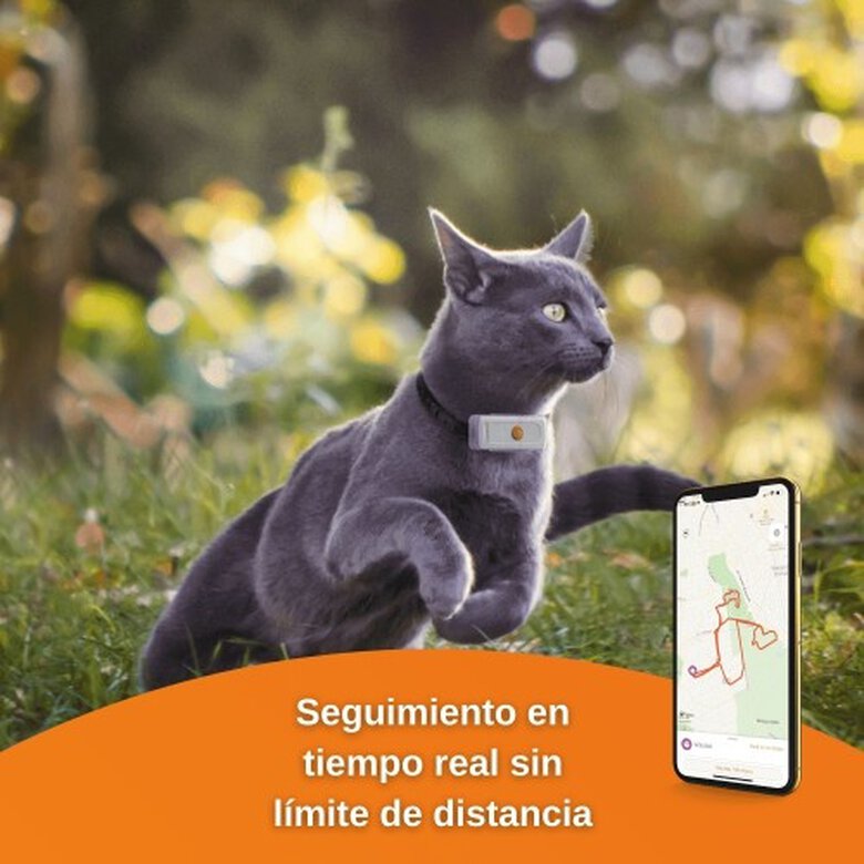 Weenect Cats, el móvil para gatos que te permitirá localizarle y hablar con  él