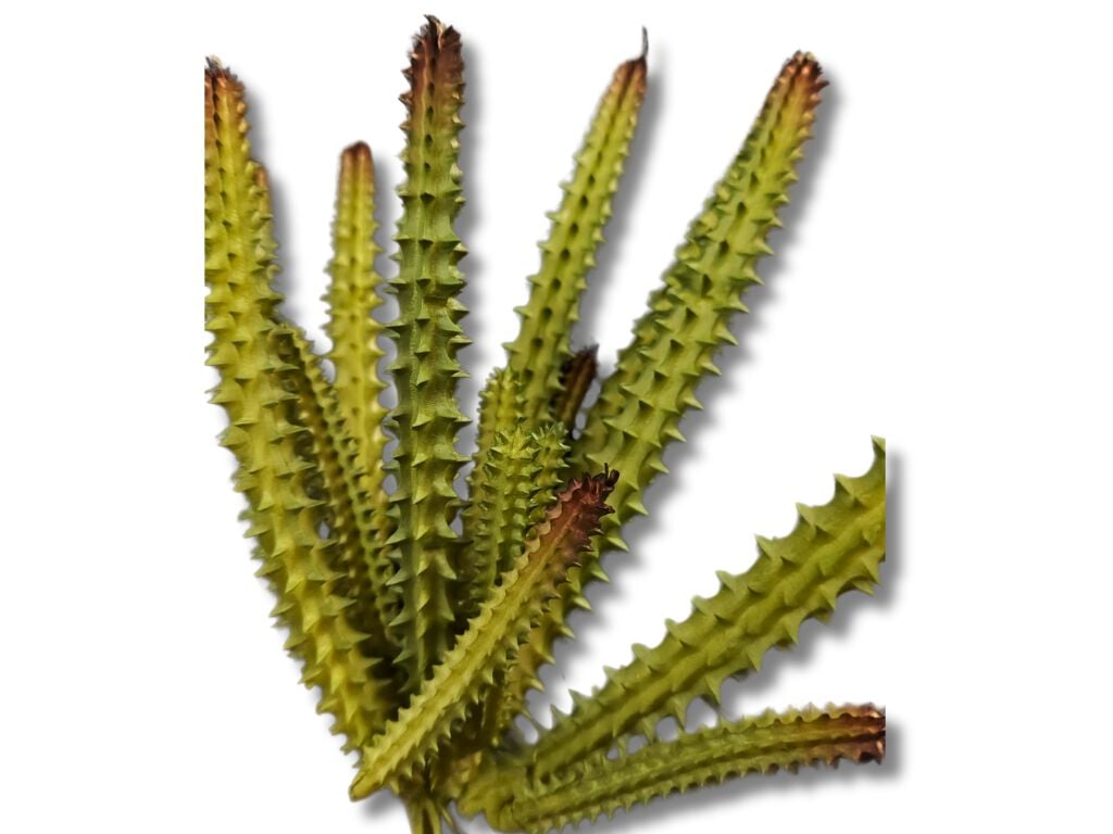 Reptilhábitat Planta Huernia De Decoración Para Terrarios thumbnail