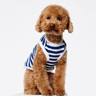 The Painter's Wife Body Daniel Azul y Blanco para Perros