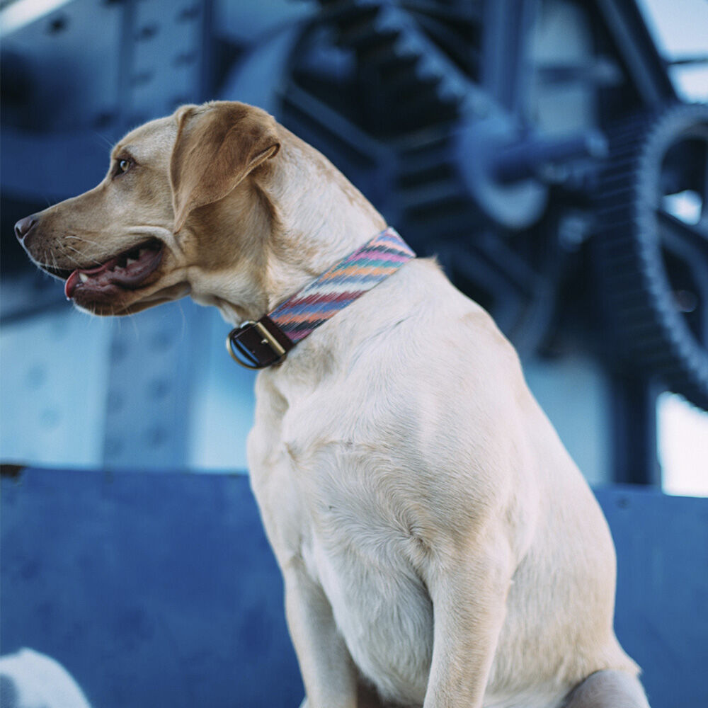 Ladran Gaucho Collar Zoe hecho a mano para perros thumbnail