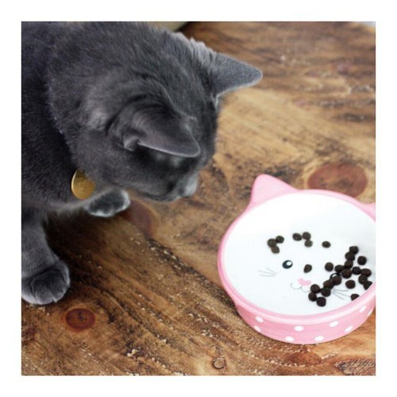 Comedero bebedero de lunares para gatos color Rosa, , large image number null