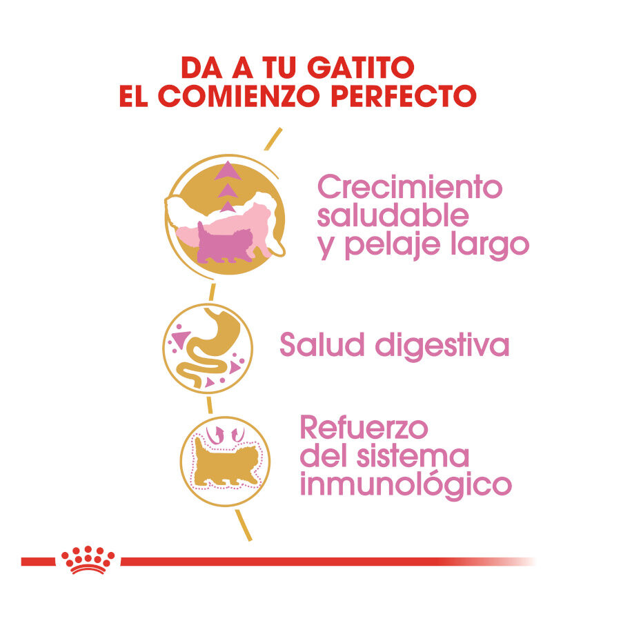 Royal Canin Kitten Persia pienso para gatos thumbnail