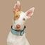 Baona collar martingale boracay de nylon reciclado multicolor para perros, , large indicador imagen numero 2