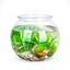 Nobleza - Pecera Globo de Plástico, Ideal para Flores, Peces, Tortugas (20cm), , large indicador imagen numero 1