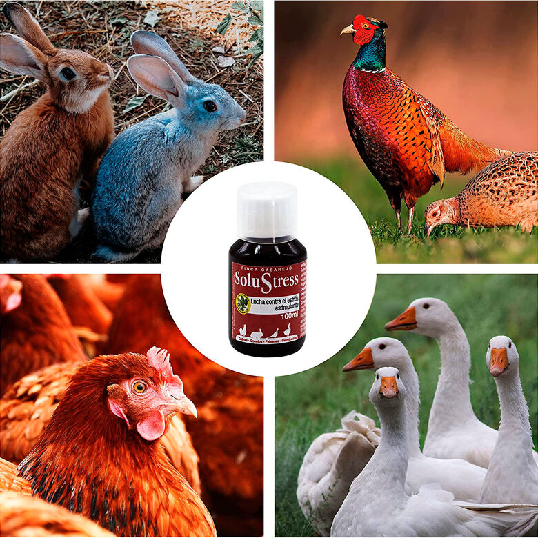 Finca casarejo solustress prevención del estrés en aves y conejos thumbnail