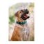 APEX DOG GEAR collar ajustable con cierre metálico rojo para perros, , large indicador imagen numero 4