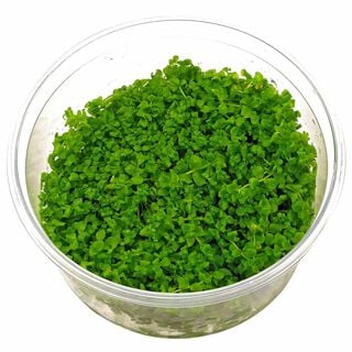Tropica Iberia Planta Micranthemum Tweediei 'Montecarlo'