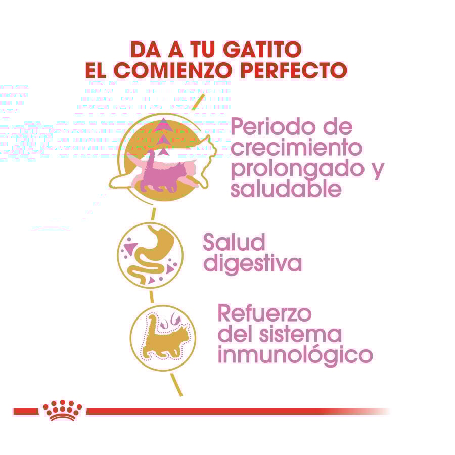 Royal Canin Kitten Maine Coon pienso para gatos thumbnail