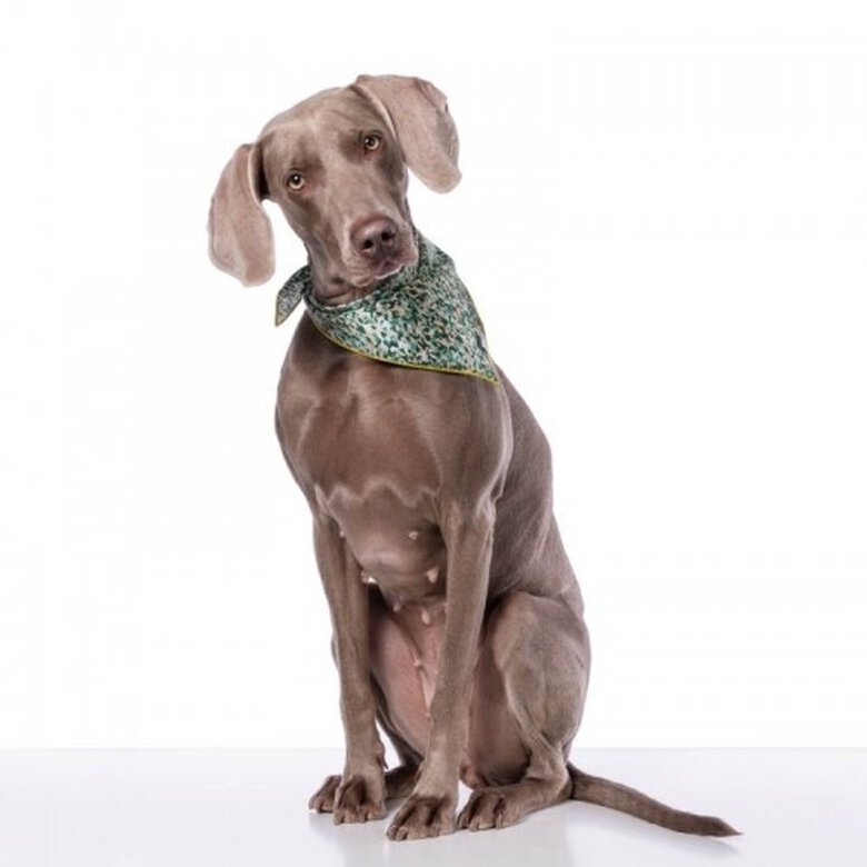 Bandana para perros estampado Camuflaje color Verde, , large image number null
