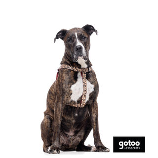 Gotoo Arnés estampado leopardo para perros