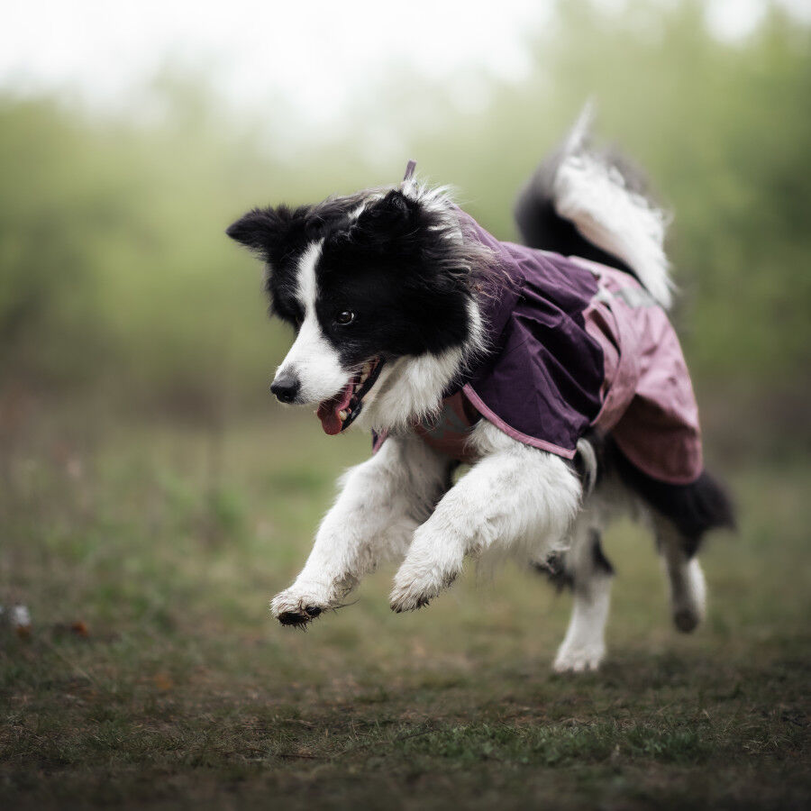 Non-stop Dogwear Chubasquero Impermeable Malva para perros, , large Imagen numero 3