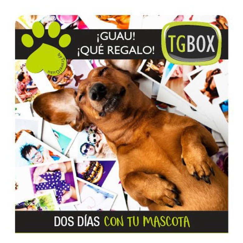 Experiencias para perros TGBOX: dos día con tu mascota, , large image number null