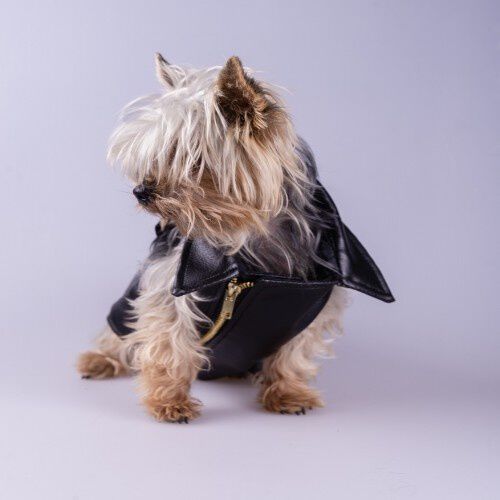 Chaleco Rocco para perros color Negro, , large Imagen numero 5