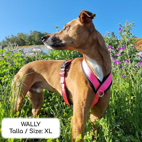 Arn&eacute;s Reflectante Anti-Tirones en Forma "Y"- Ideal para Lebreles: Galgo Italiano, Whippet, Galgo, Podenco - Seguro, Transpirable y Duradero - Perfecto para Caminar, Entrenar y Correr - ROSA, XXL, , large Imagen numero 30