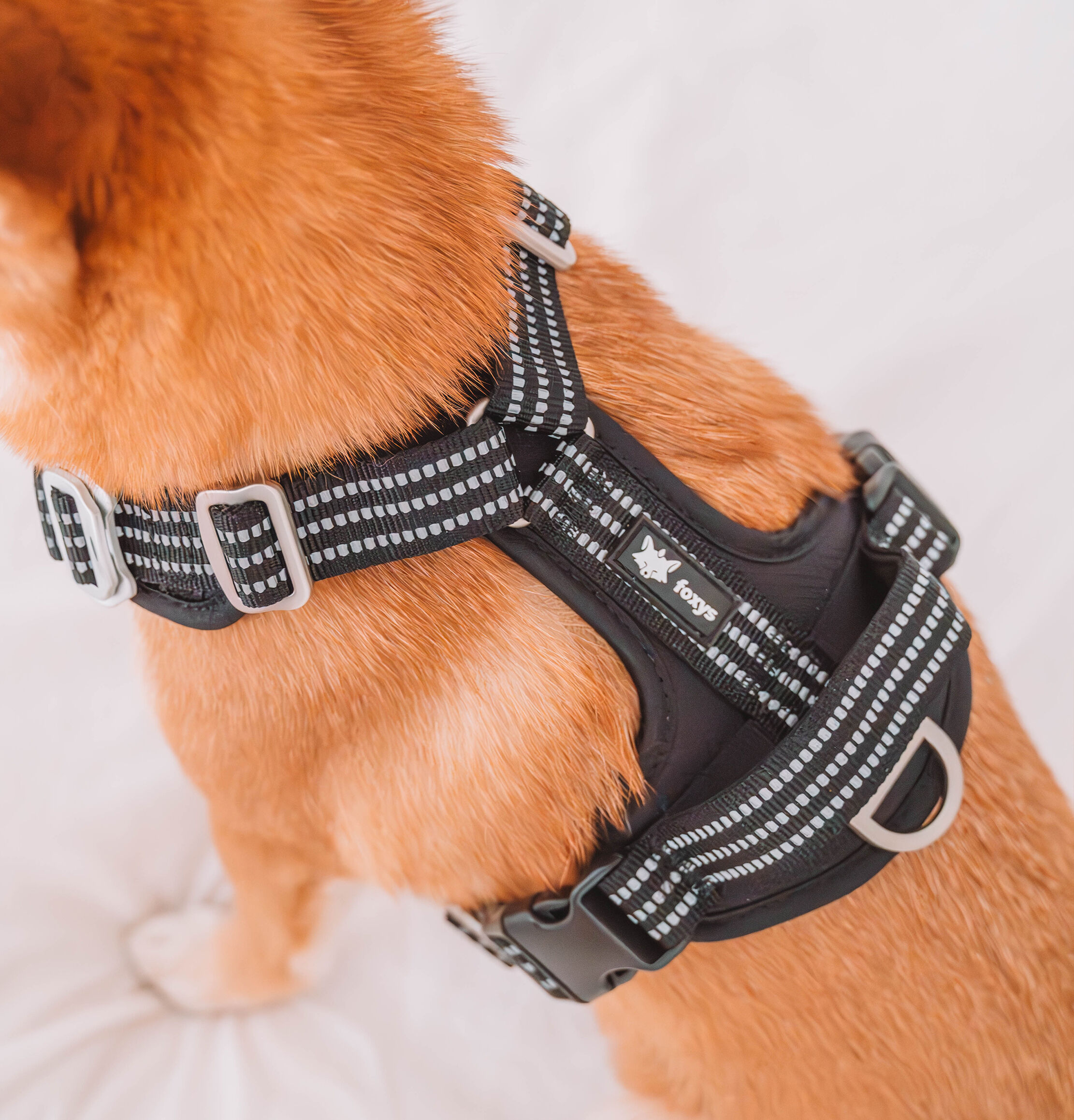 Arn&eacute;s Foxys Antitirones con hebillas aluminio reforzadas color Negro, , large Imagen numero 3