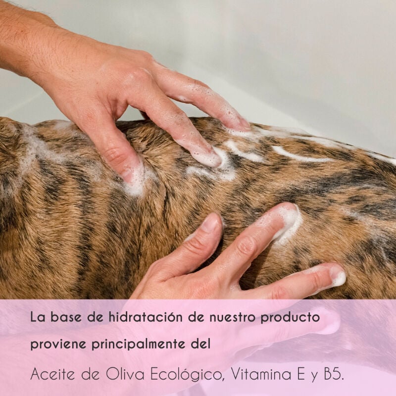 Petuxe pack champ&uacute; y acondicionador para perros de agua y pelo rizado, , large Imagen numero 5