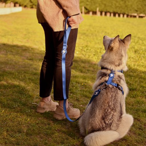 Correa de nylon para perro color Azul, , large Imagen numero 4