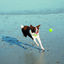 Rogz squeekz pelota de rebote verde lima para perros, , large indicador imagen numero 3