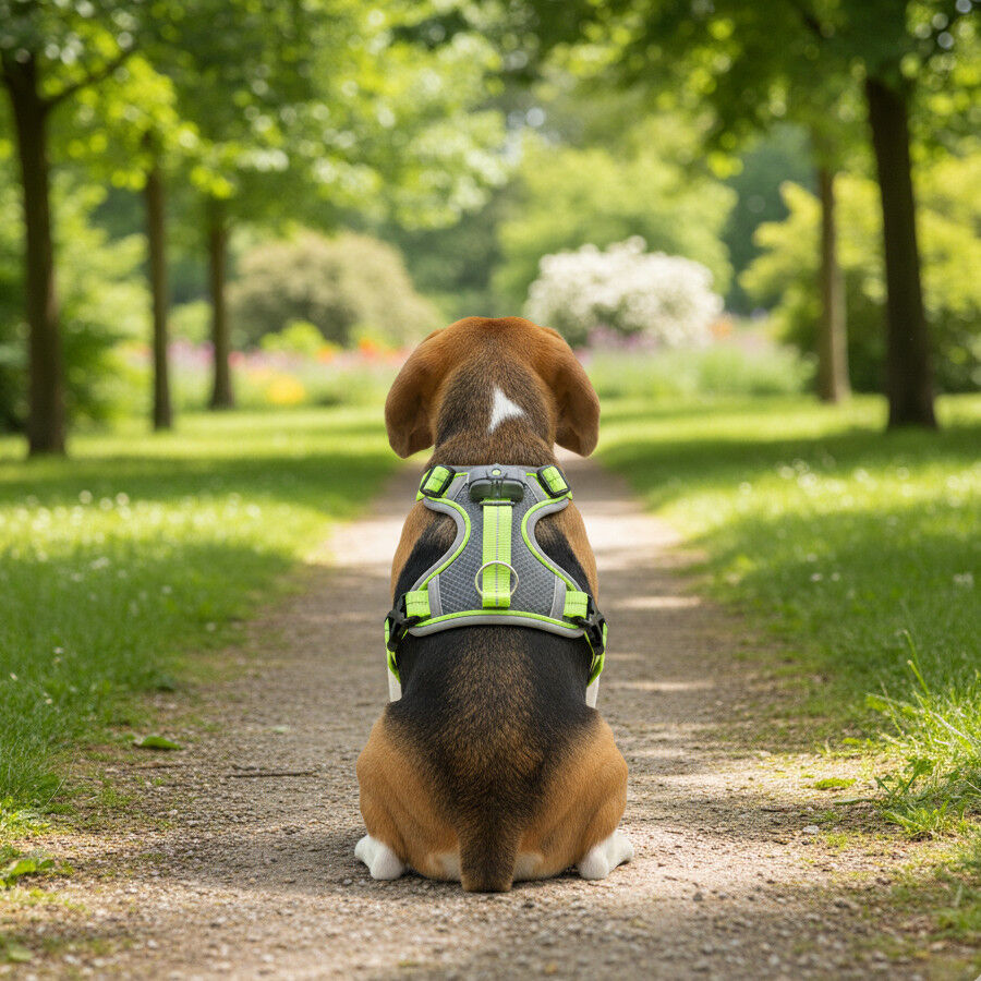 All For Paws K-Nite Arn&eacute;s con Luz para perros, , large Imagen numero 2