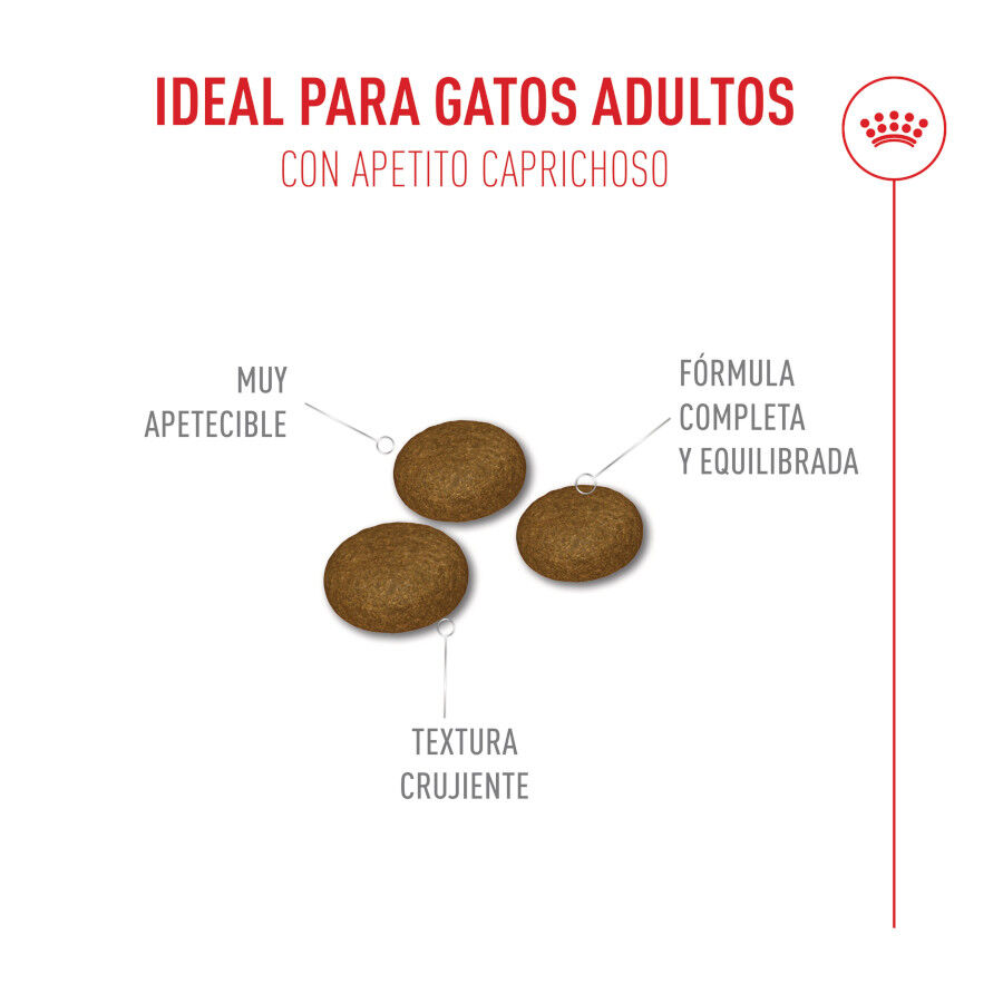 10 kg Royal Canin Fussy Exigent Pienso Ave para gatos, , large Imagen numero 5