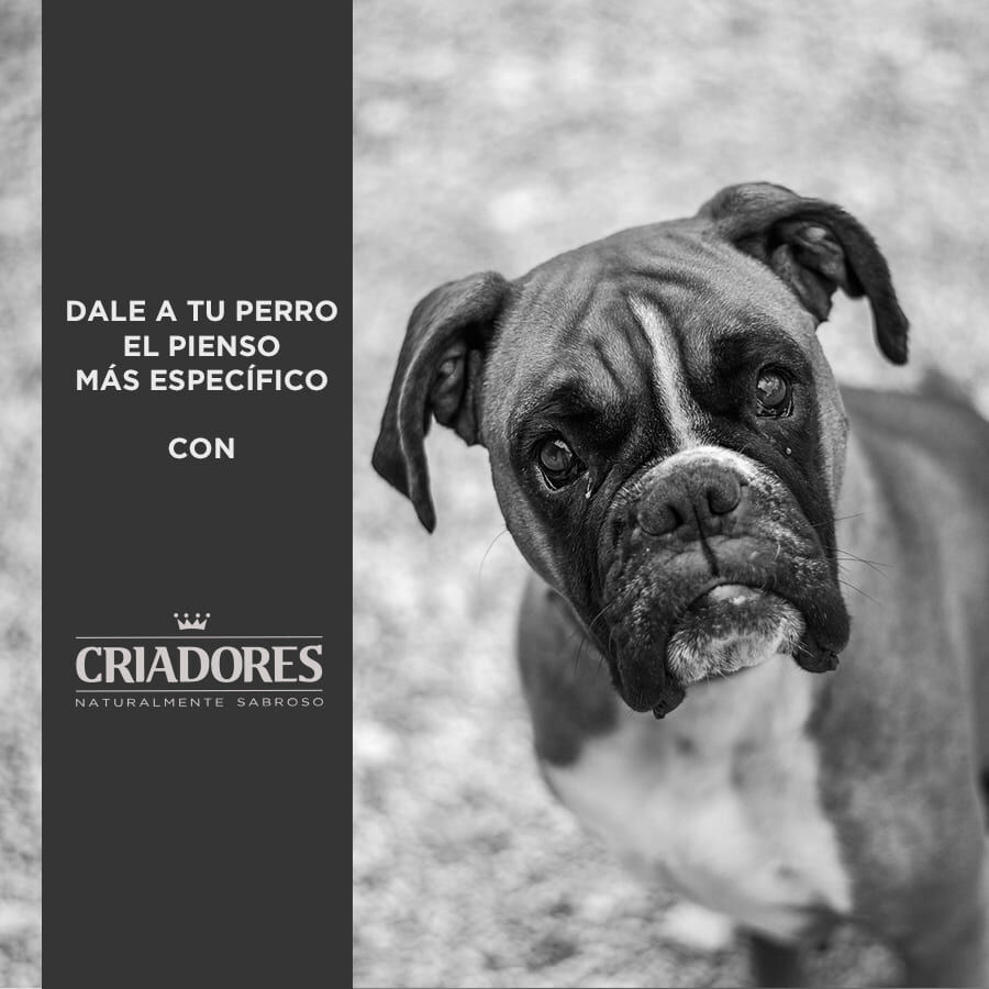 Criadores Adulto Grain Free Pavo pienso para perros de raza mediana y grande thumbnail