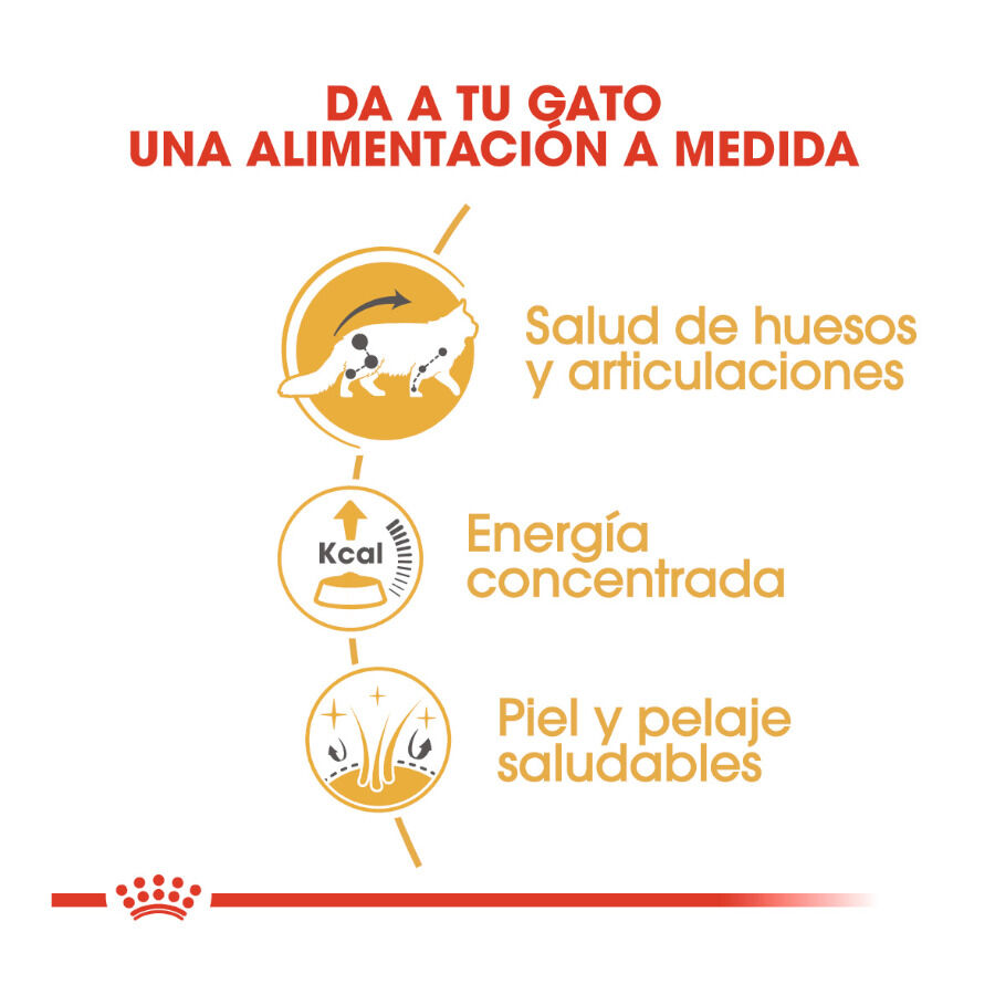 Royal Canin Maine Coon sobres para gatos thumbnail