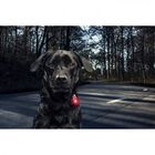 Orbiloc Dog Dual Luz de Seguridad Rojo para perros, , large image number null