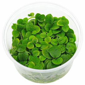 Tropica Iberia planta Limnobium Laevigatum