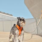 Dashi neo mesh stripes arnés naranja y negro para perros, , large image number null