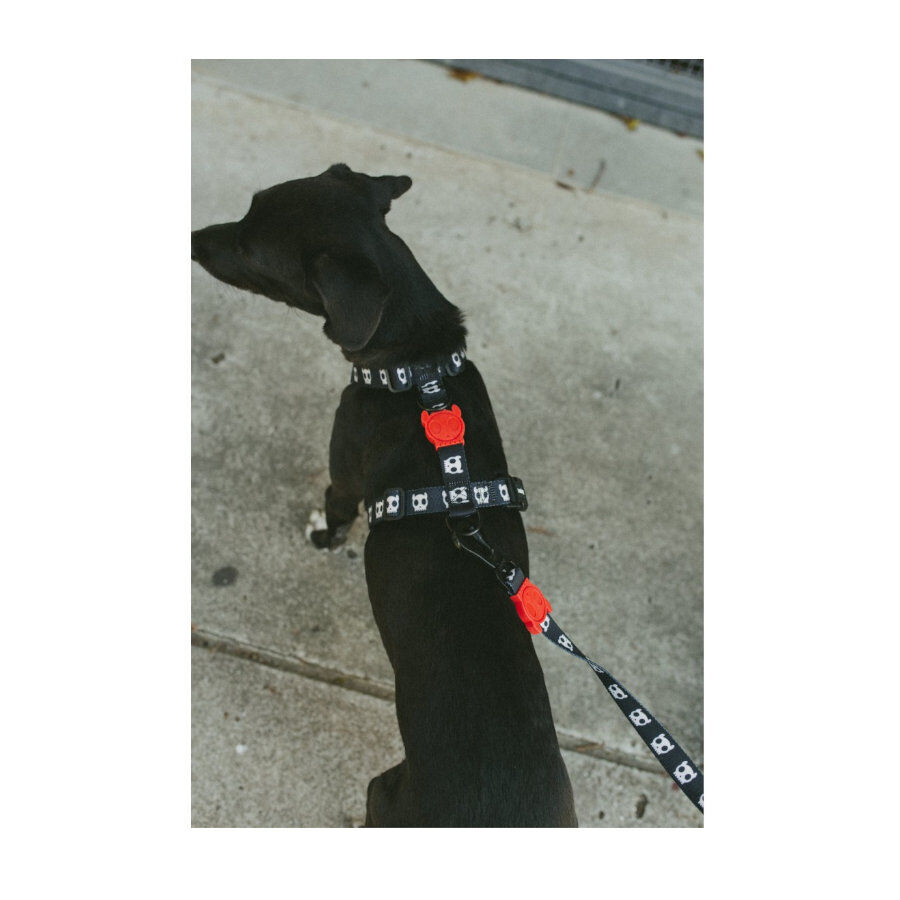 Zee Dog Skull 2.0 Arn&eacute;s H para perros, , large Imagen numero 3