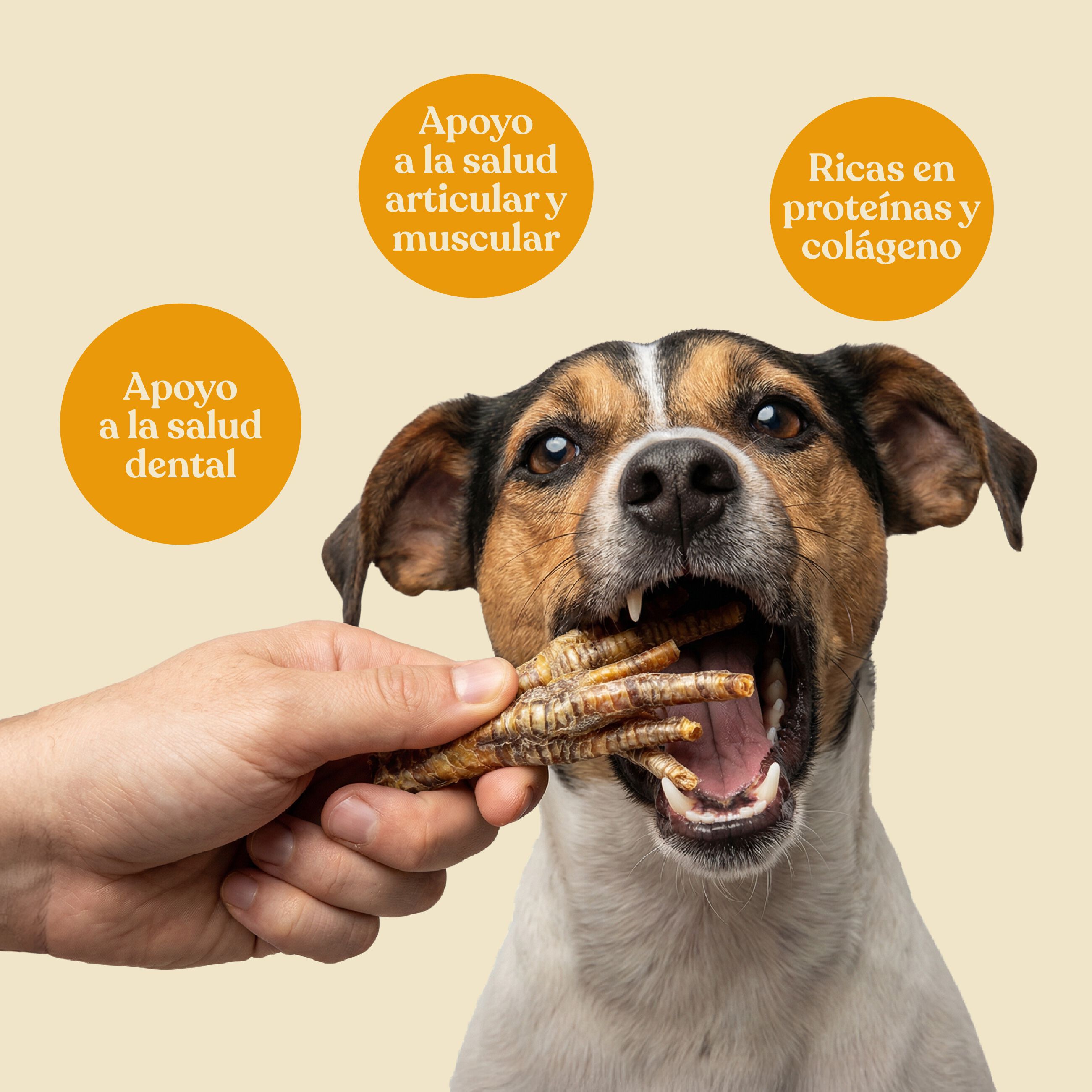 Patas de Pollo Naturales para Perros dr.bimix | Snack Natural Premium, , large Imagen numero 3