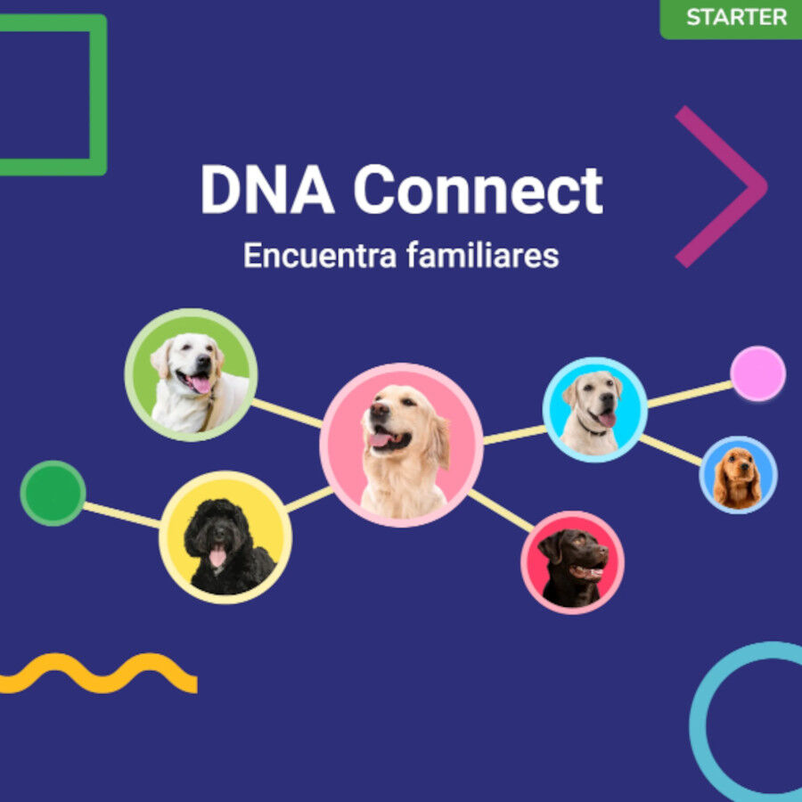 Koko Genetics Prueba de ADN Starter para perros, , large Imagen numero 5