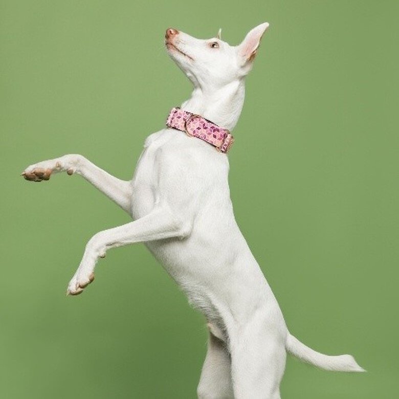Baona collar martingale kuta de nylon reciclado rosa para perros, , large image number null