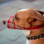 Bozal Pamppy Tartán Rojo para perros color Multicolor, , large indicador imagen numero 3