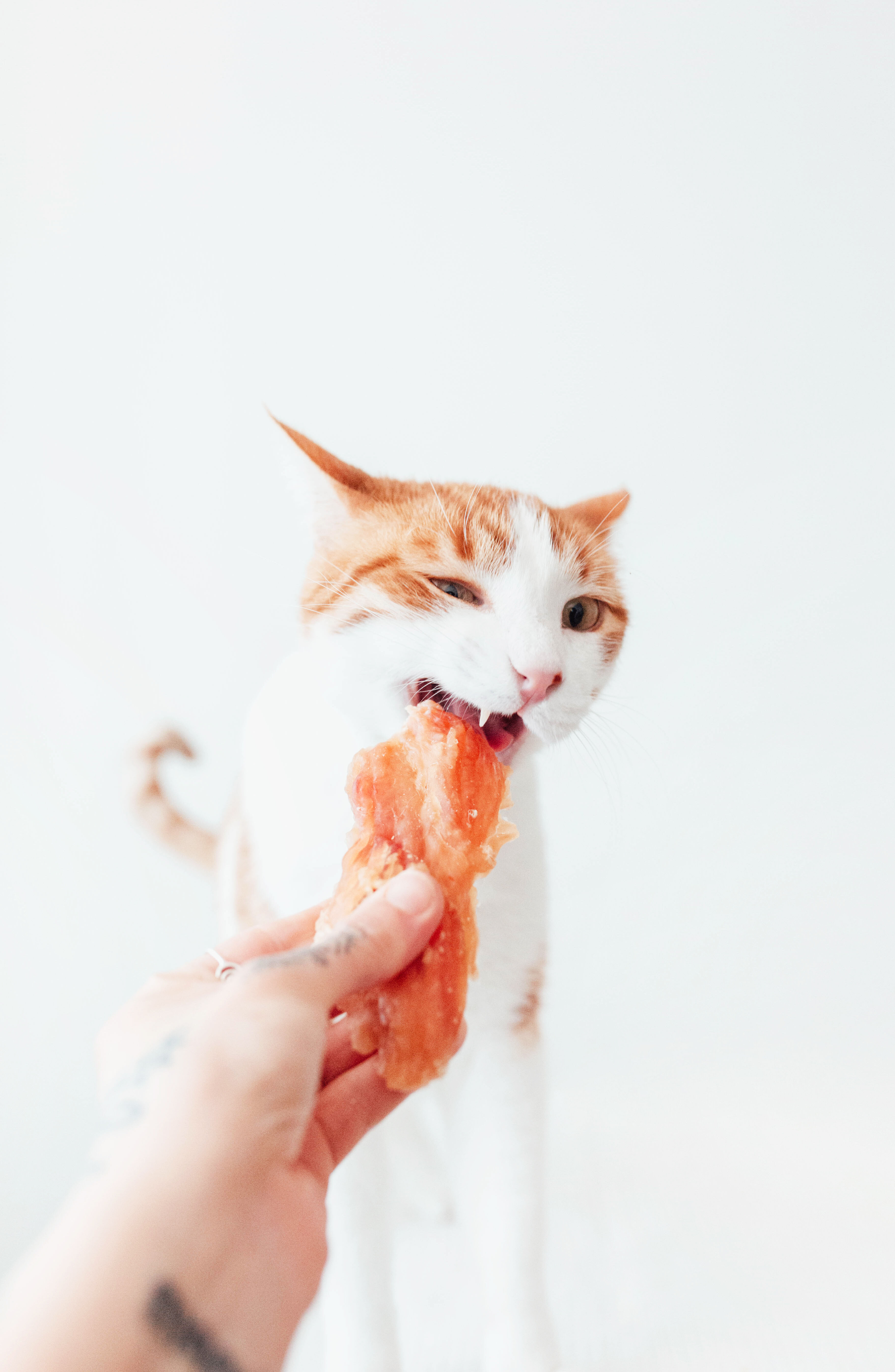 BIMORBOX Perros Senior Medianos y Grandes – Pack Ahorro con Juguete, Mordedor de Asta de Ciervo y Snacks Sin Aditivos thumbnail