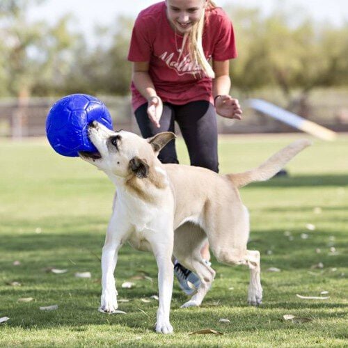 Pelota de goma para perros color Azul, , large Imagen numero 4
