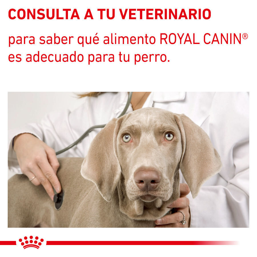 Royal Canin Expert Adult Sobre en Salsa para perros thumbnail