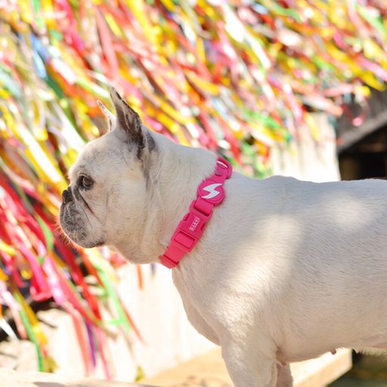 Dashi colorflex collar de TPU rosa para perros, , large image number null