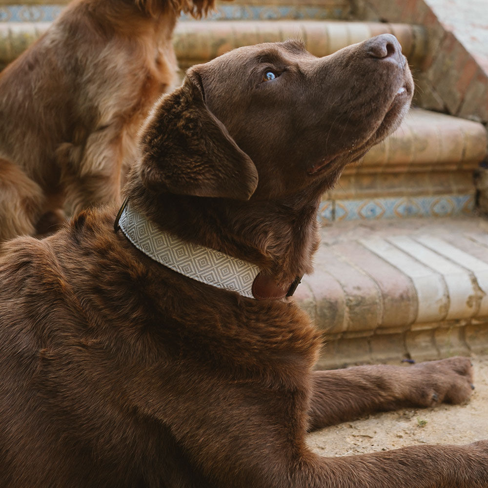 Ladran Gaucho Collar Corcho hecho a mano para perros, , large Imagen numero 2