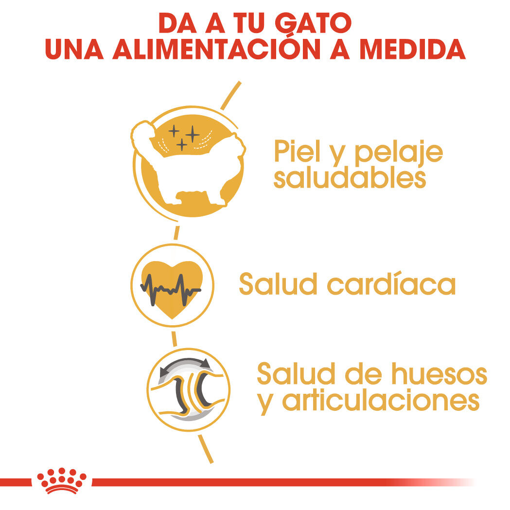 Royal Canin Adult Ragdoll pienso para gatos thumbnail