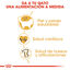 Royal Canin Adult Ragdoll pienso para gatos, , large indicador imagen numero 5