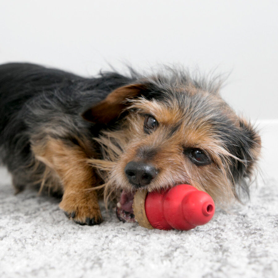M Kong Marathon Bocaditos de Mantequilla de Cacahuete para perros, , large Imagen numero 2