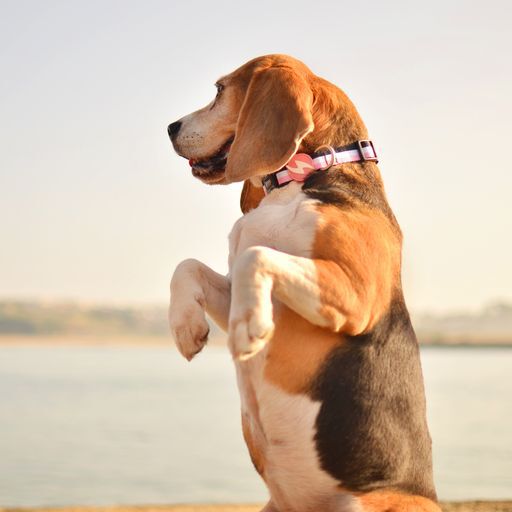 Dashi stripes collar de poli&eacute;ster rosa y negro para perros, , large Imagen numero 3