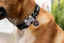 Placa identificativa Purpurina Rubí Negro para perros, , large indicador imagen numero 2