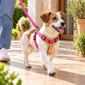 X-TRM Cronos Neon Flash Arn&eacute;s Fucsia para perros