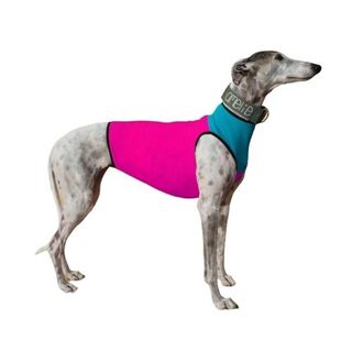 Galguita amelie peto de licra fucsia y turquesa para galgos y podencos