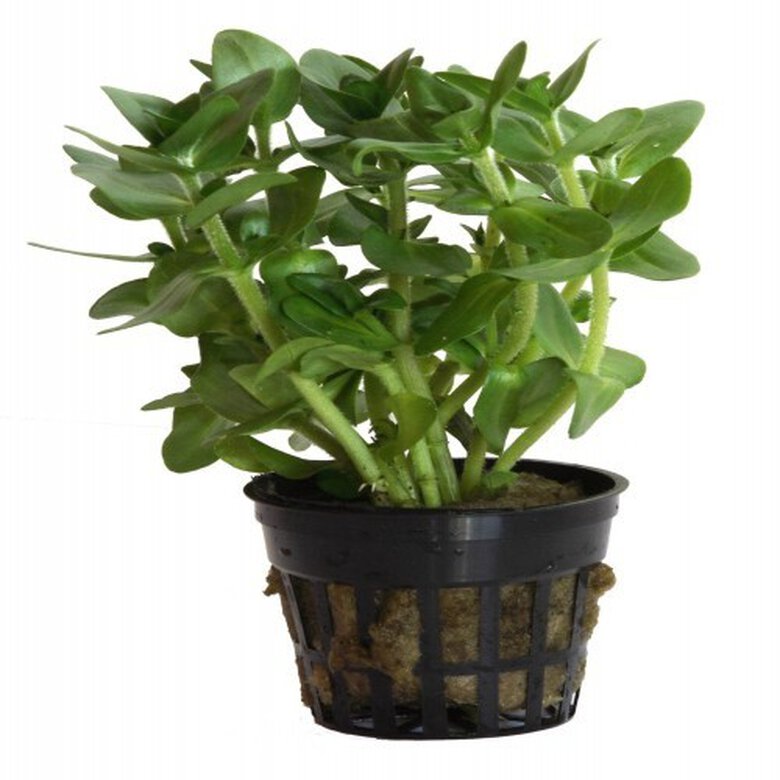 Planta para acuario Tropica Iberia Bacopa Caroliniana, , large image number null