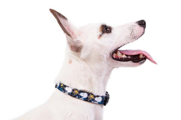 Collar para perro Snoopy color azul, , large Imagen numero 2