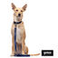 Gotoo Collar Biothane azul para perros, , large indicador imagen numero 9