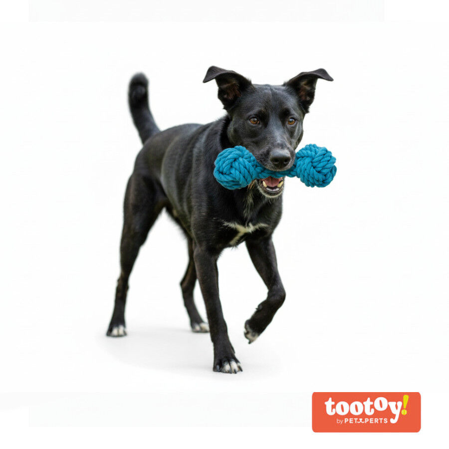 Tootoy! Hueso Mordedor de Cuerda Azul para perros, , large Imagen numero 8